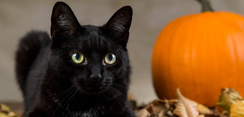 Le chat noir d’Halloween