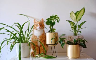 Les plantes, un réel danger pour nos chats !