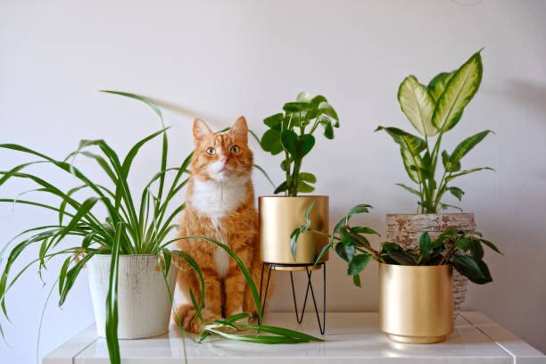Les plantes, un réel danger pour nos chats !