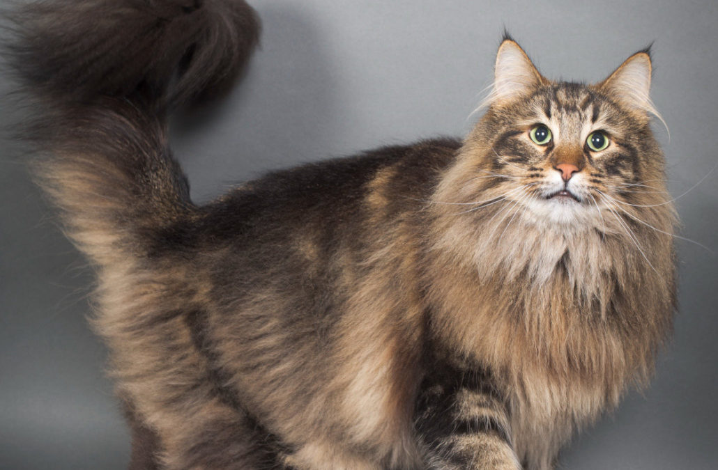 Le chat des forêts norvégiennes