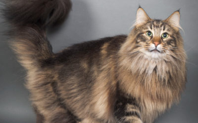 Le chat des forêts norvégiennes