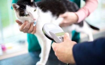 Dois-je faire pucer mon chat ?