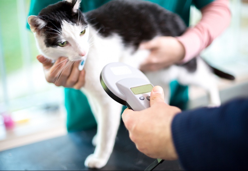 Dois-je faire pucer mon chat ?