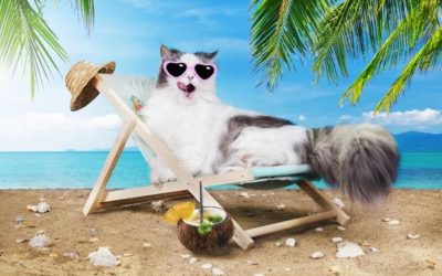 Partir en vacances avec son chat