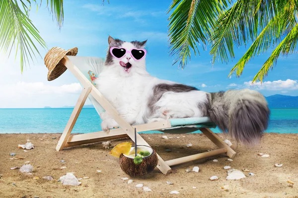 Partir en vacances avec son chat