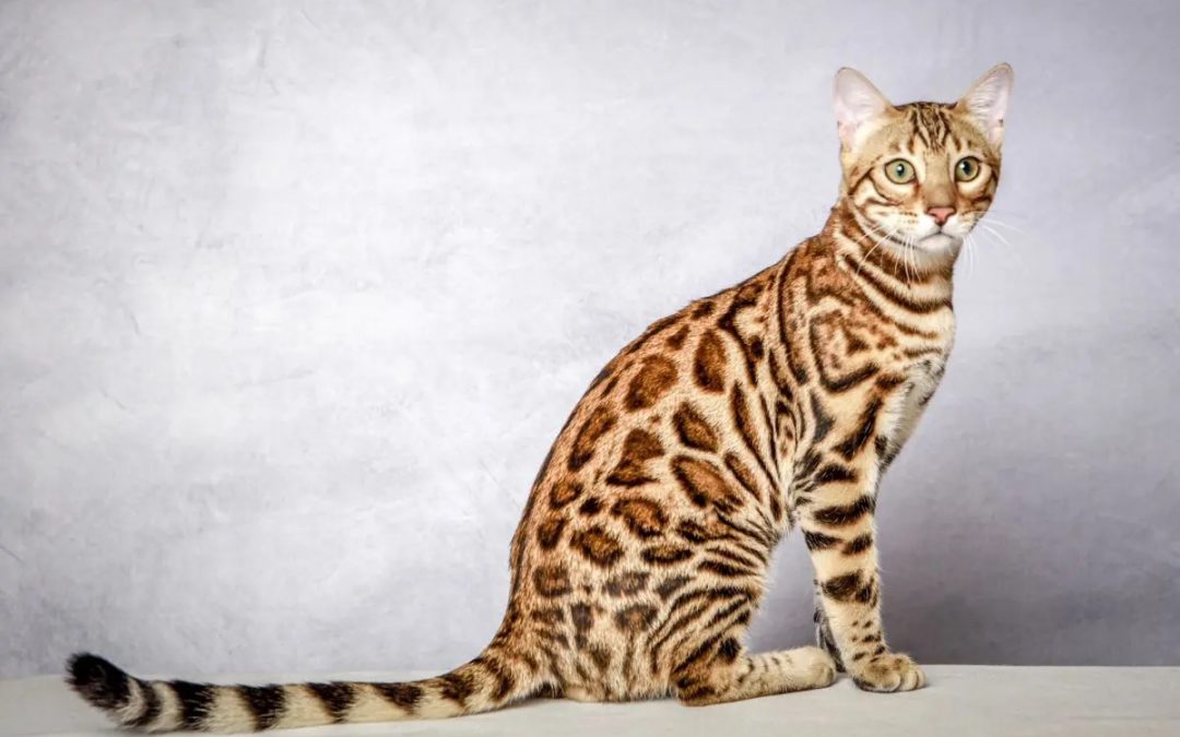 Le chat Bengal