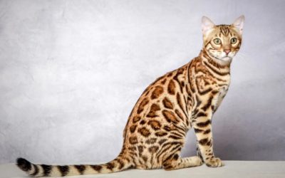 Le chat Bengal