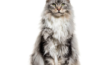 Le chat Maine Coon