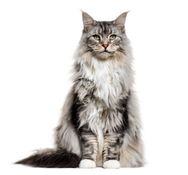 Le chat Maine Coon