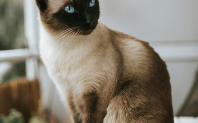 Le chat Siamois